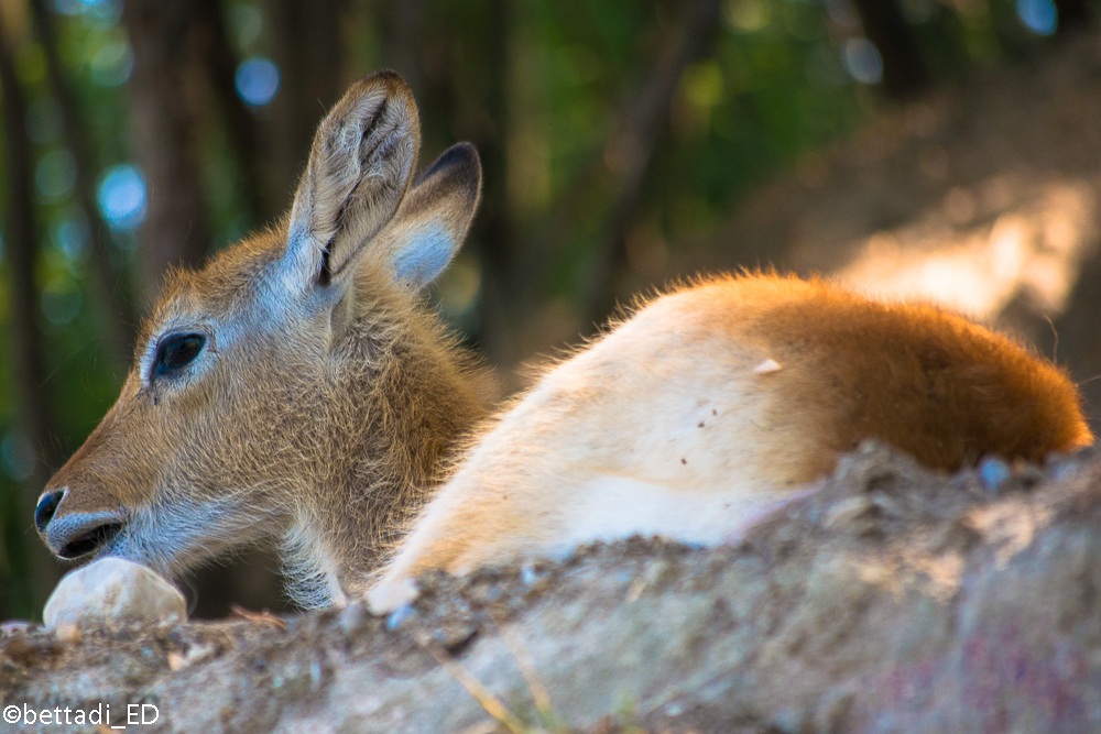 cucciolo di antilope cobo