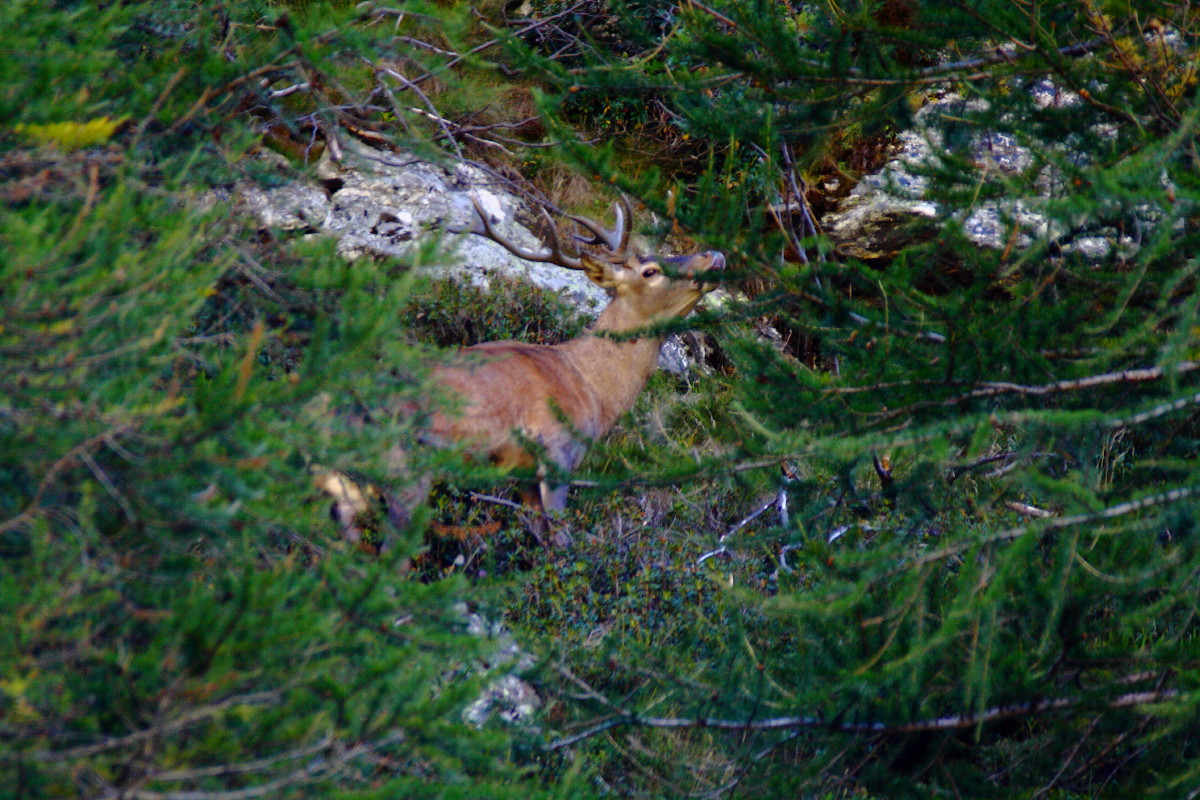 cervo maschio al bramito