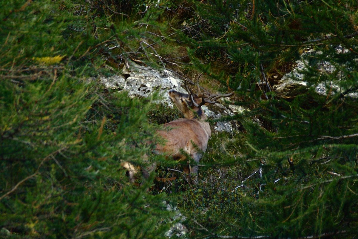 cervo maschio al bramito