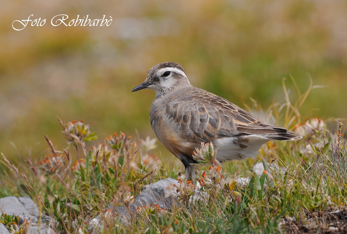 Plover .... penichella digestive ....