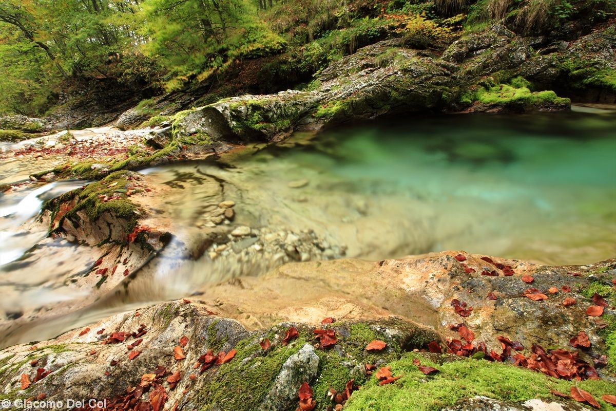 Silent harmony autumn