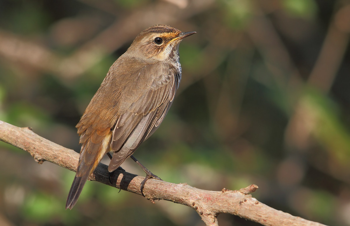 Bluethroat