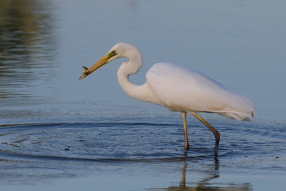 Airone Bianco Maggiore