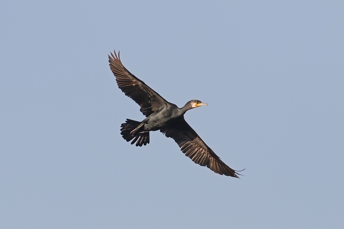 Cormorano