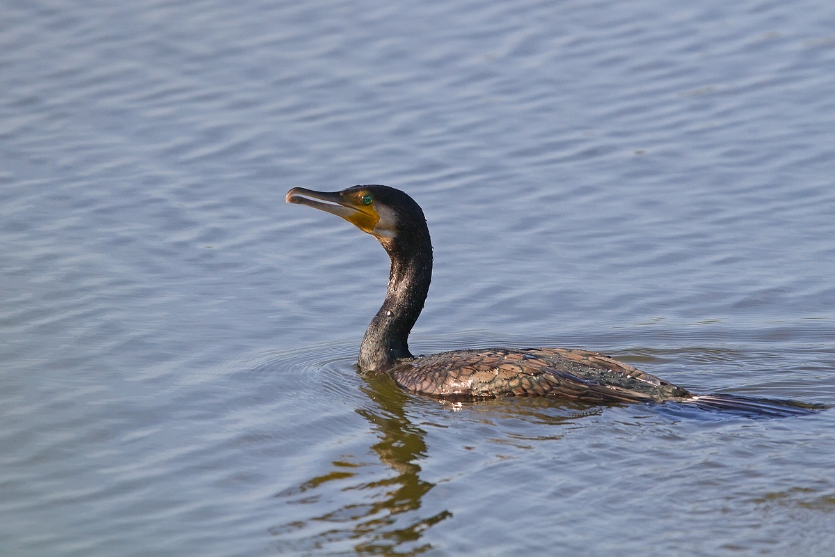 Cormorano
