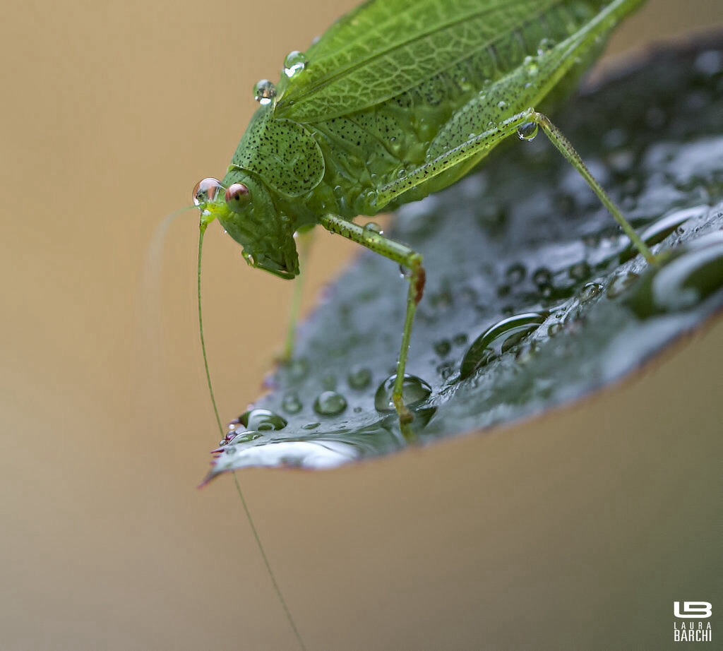 La goccia sull'occhio