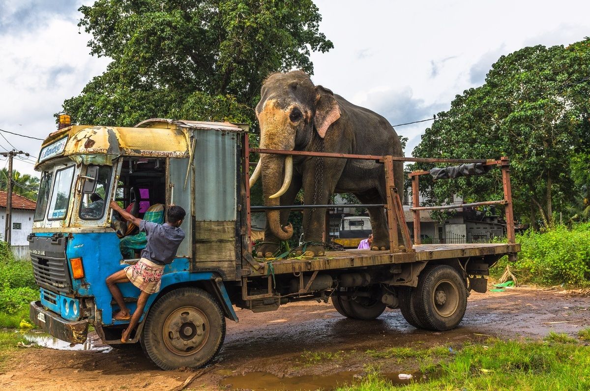 Sri Lanka - Sacred elephant moving to temple