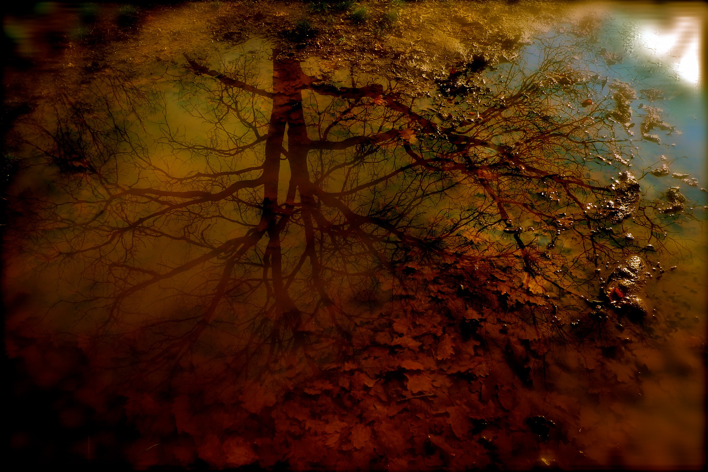 the tree reflection, is not the tree ...