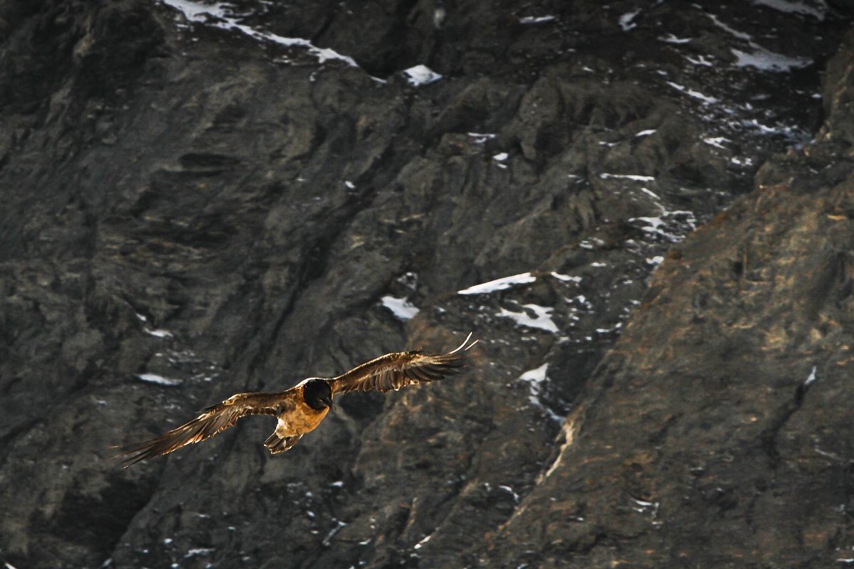 bearded vulture