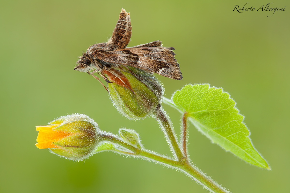 Con la coda all'insù