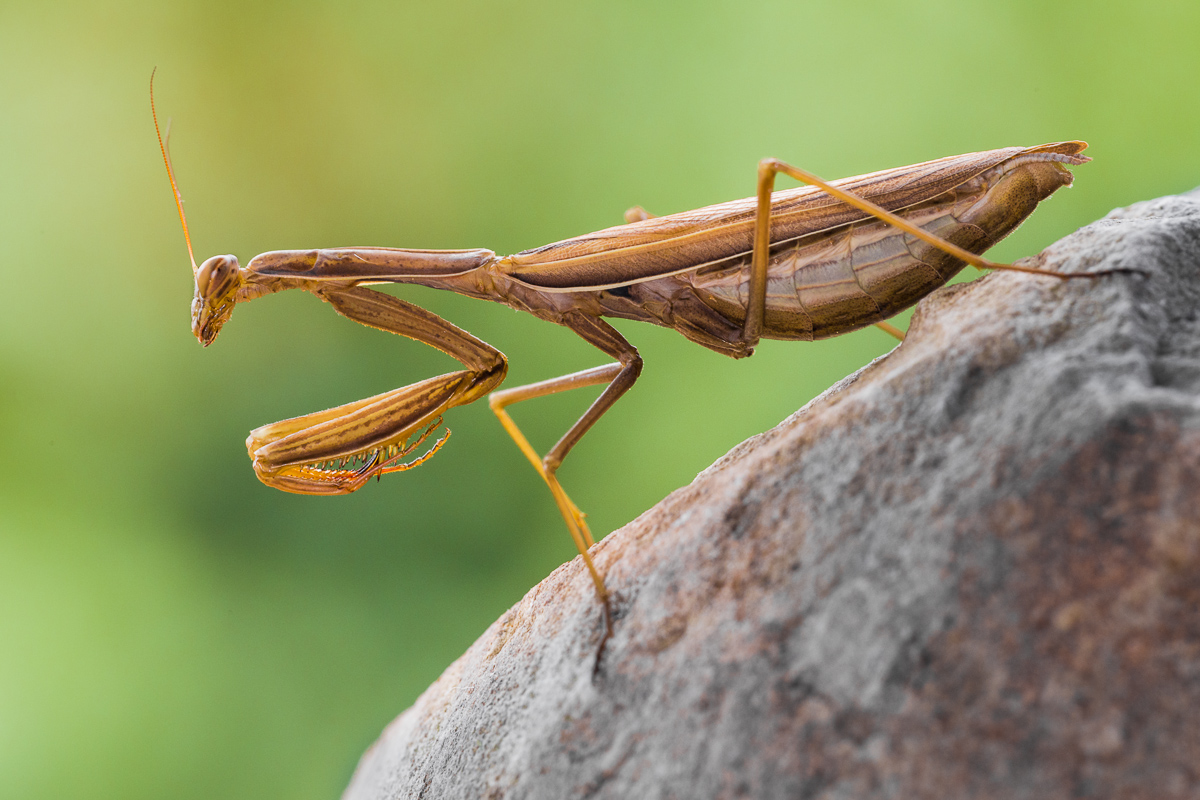 Mantide religiosa.....