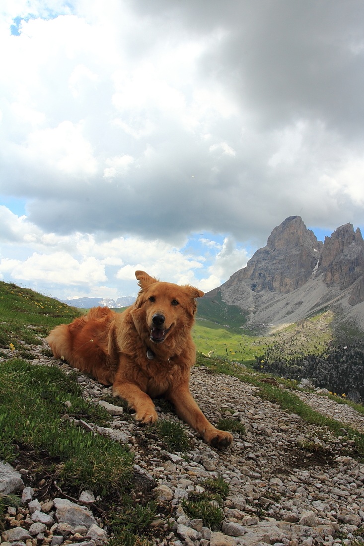 Laika sulle Dolomiti