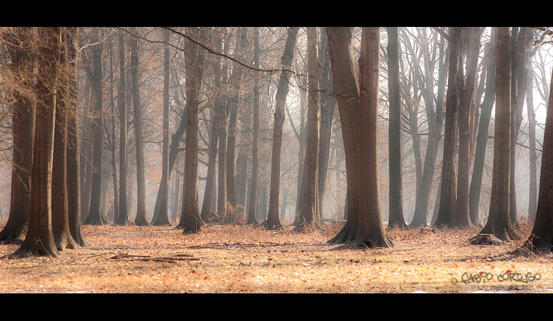 Oaks in the park Stupinigi