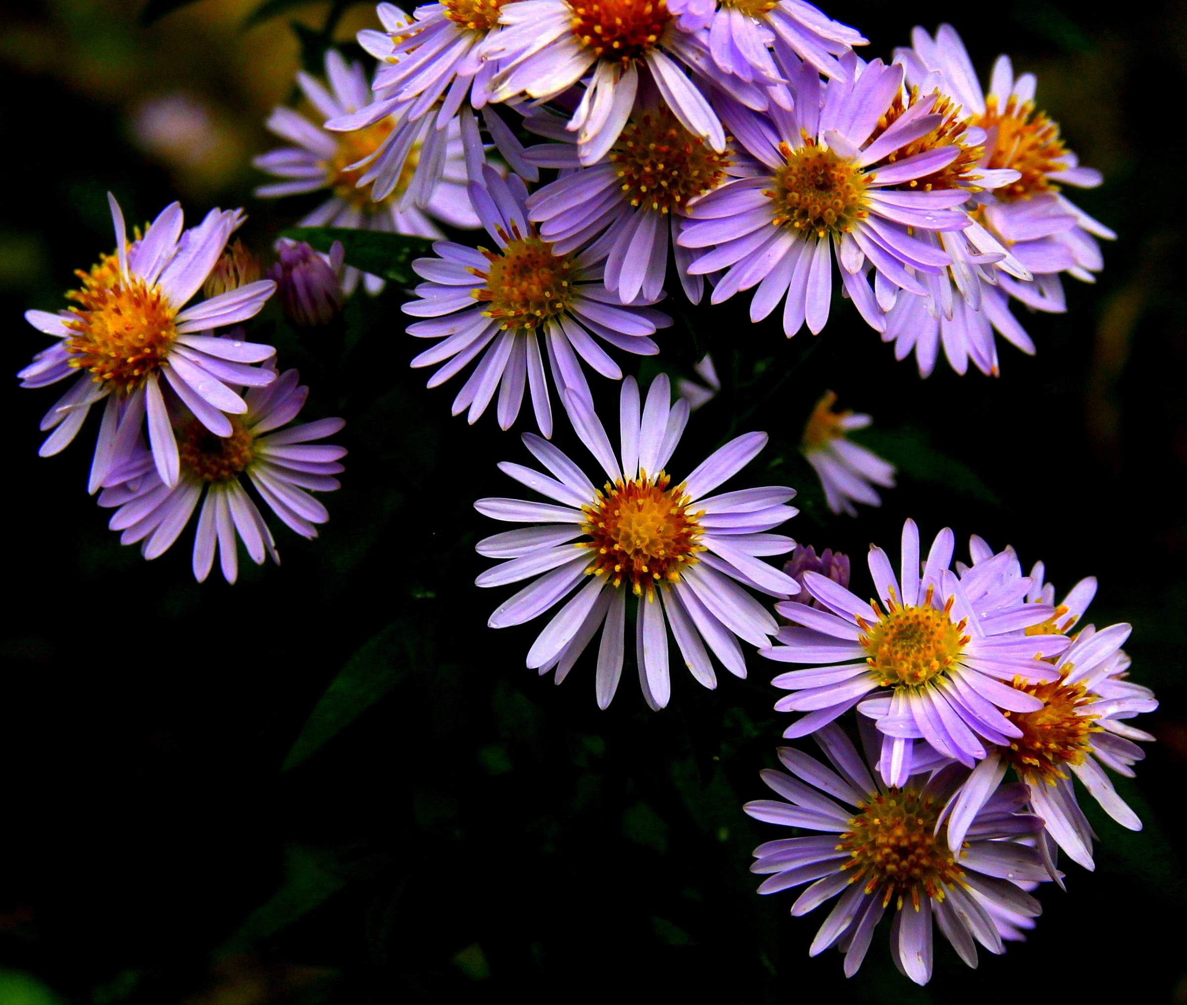 Settembrini - (second version) -