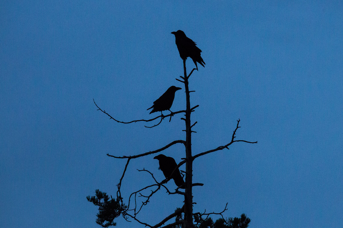 Raven è prima dell'alba