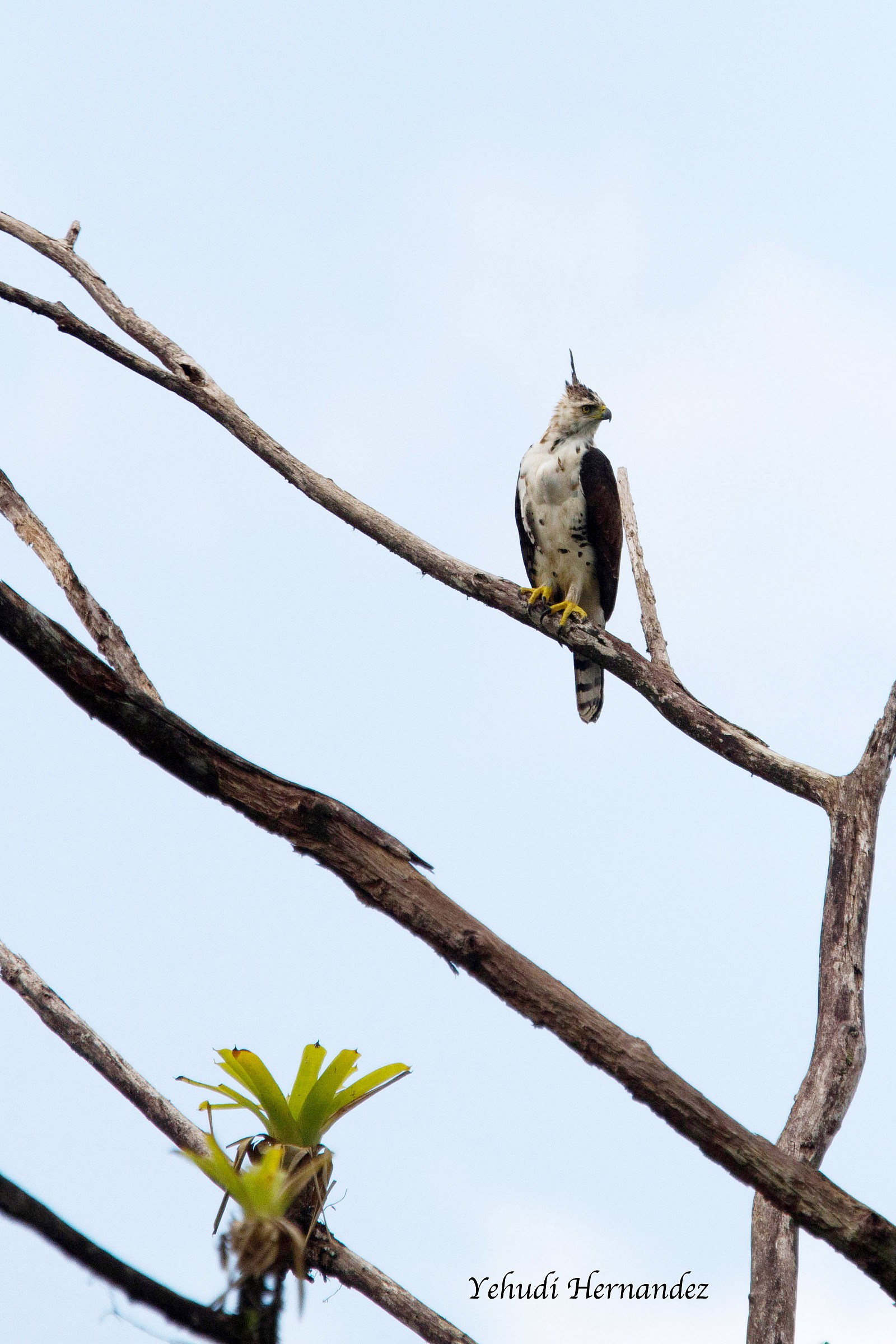 Ornate Hawk Eagle (Spizaetus ornatus)