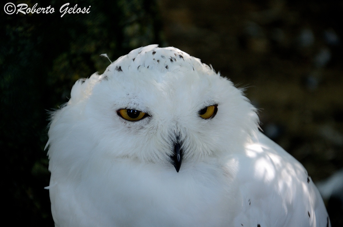 La civetta delle nevi