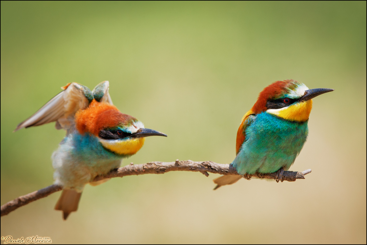 Mia Moglie è una Strega