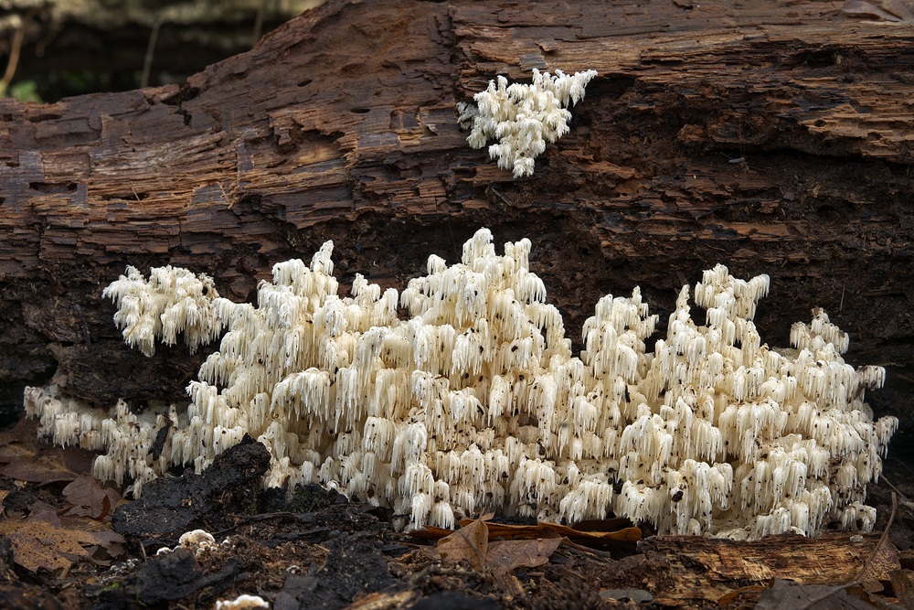 Hericium coralloides
