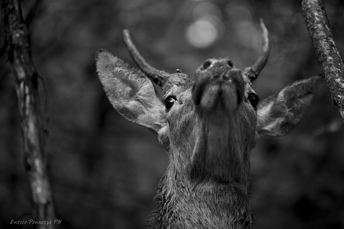 Cervo giovane nel periodo degli amori 3
