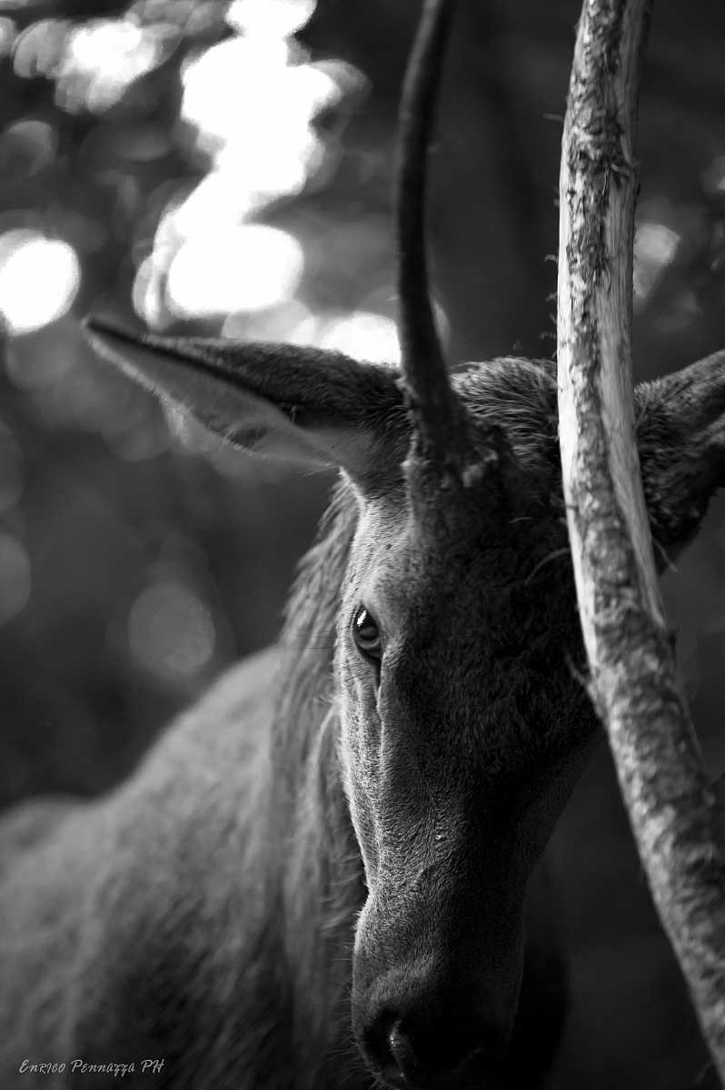 Young deer in mating season 4