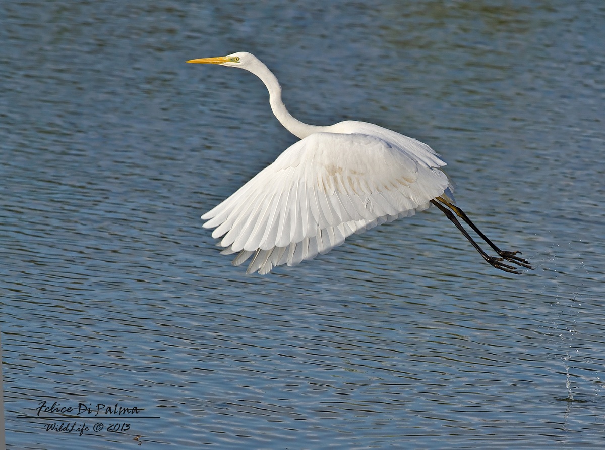 Airone bianco maggiore
