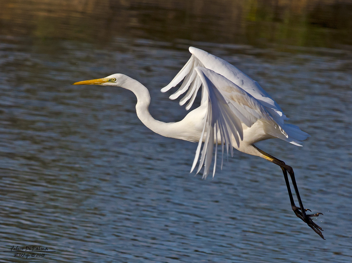 Airone bianco maggiore