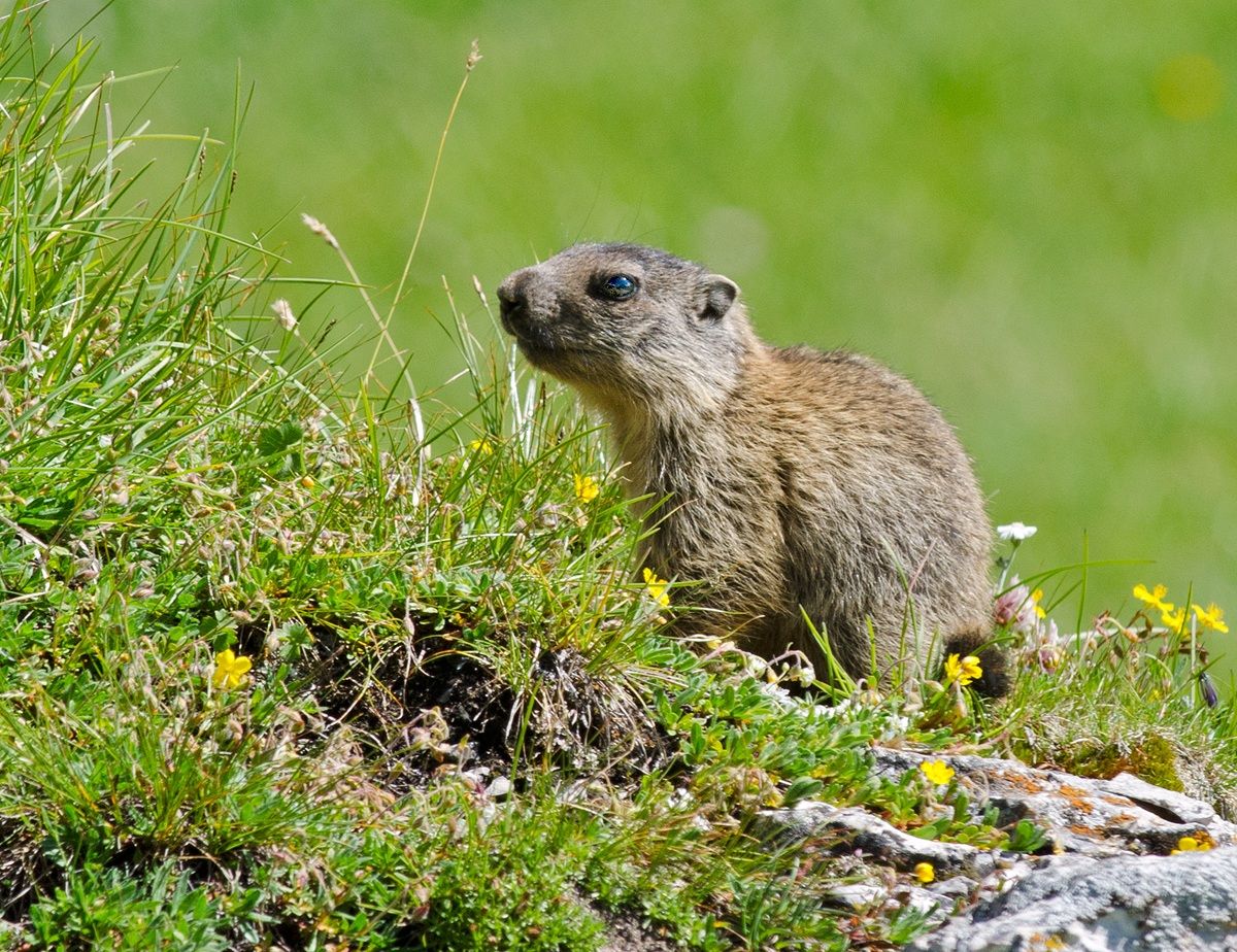 Marmotta alpina