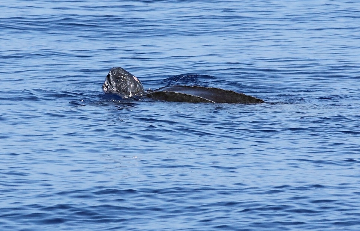 Tartaruga Liuto - Mar Ligure!!!