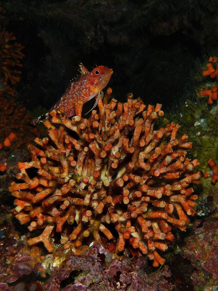 Chili pepper on Falsocorallo