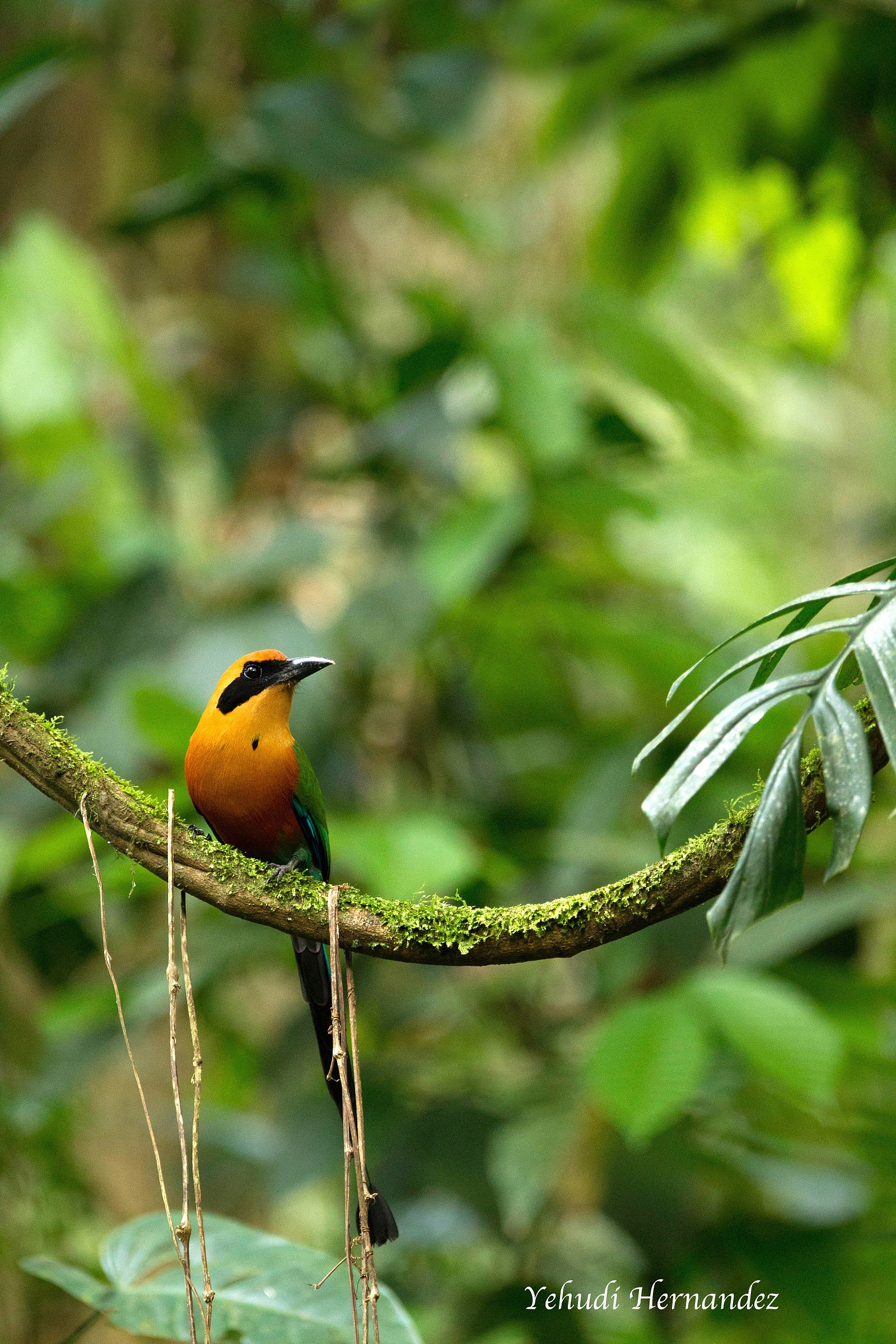 Rufous Motmot