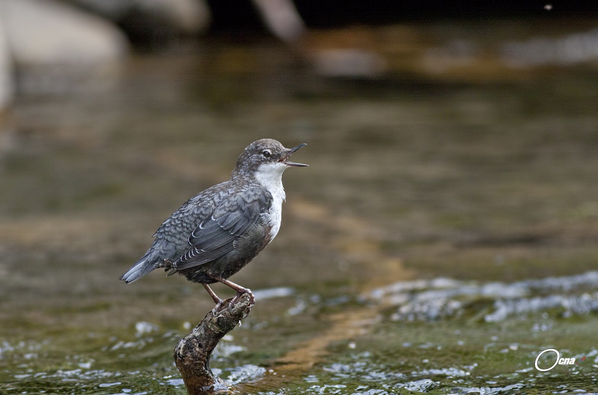 merlo acquaiolo.....canterino