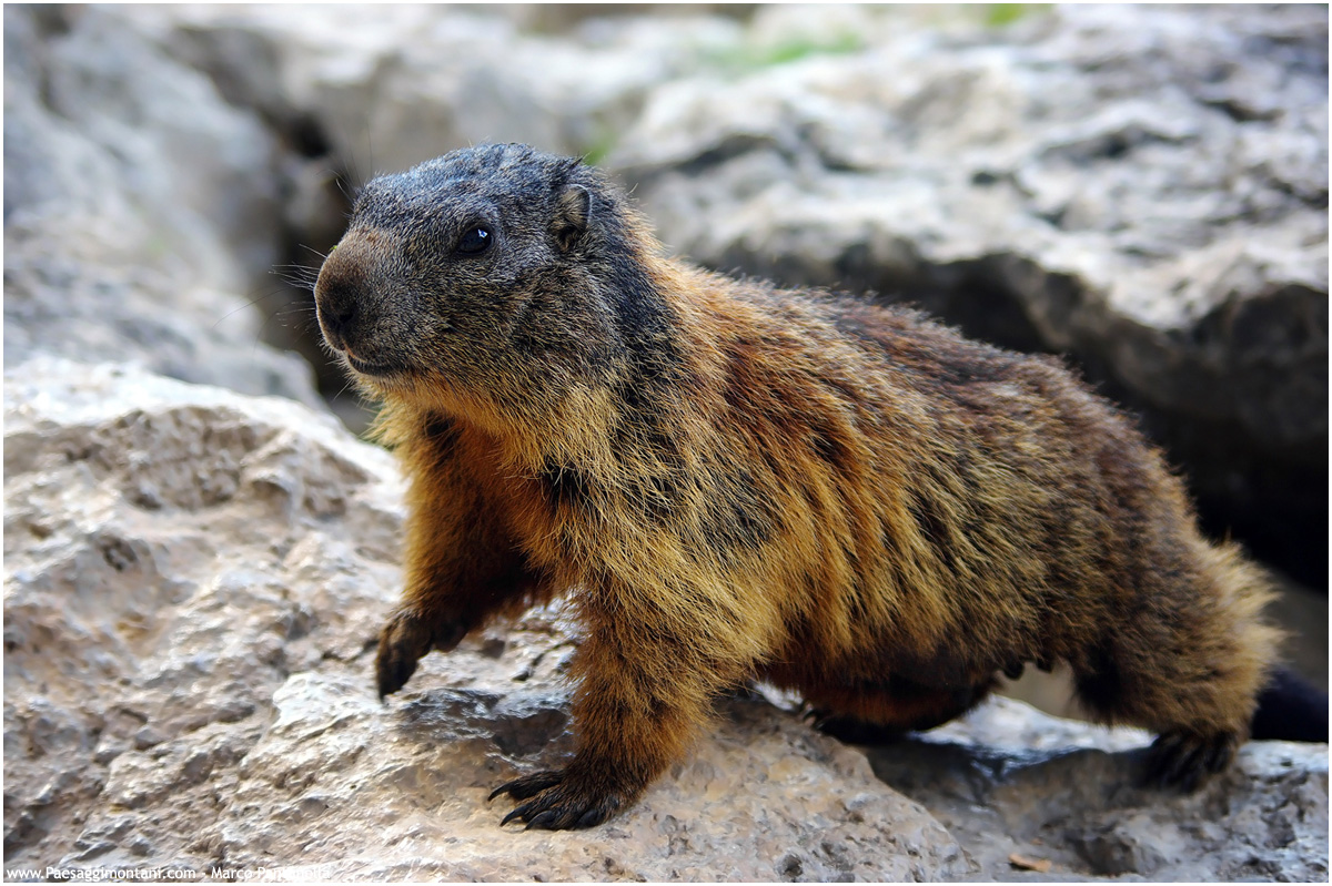 Marmotta