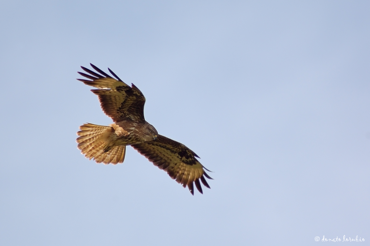 Buzzard in the holy spirit