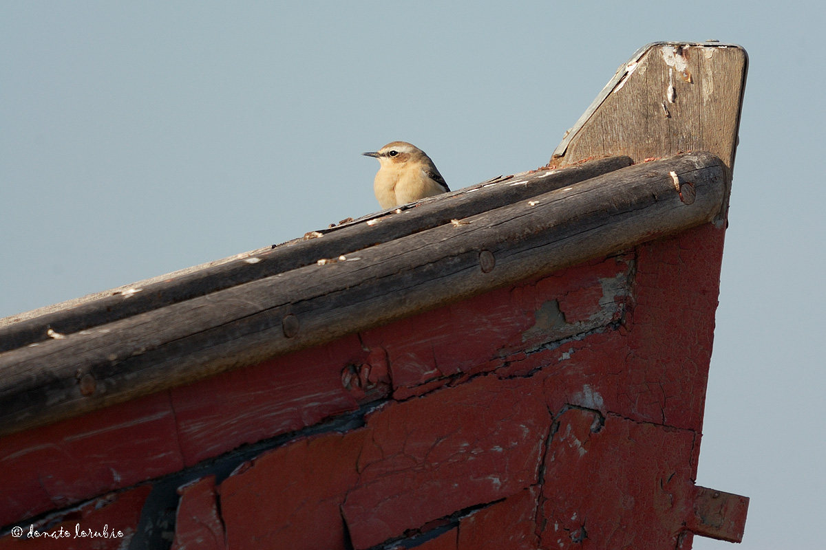 Culbianco ambientato..