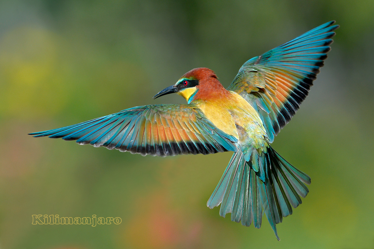 Bee-eater in flight