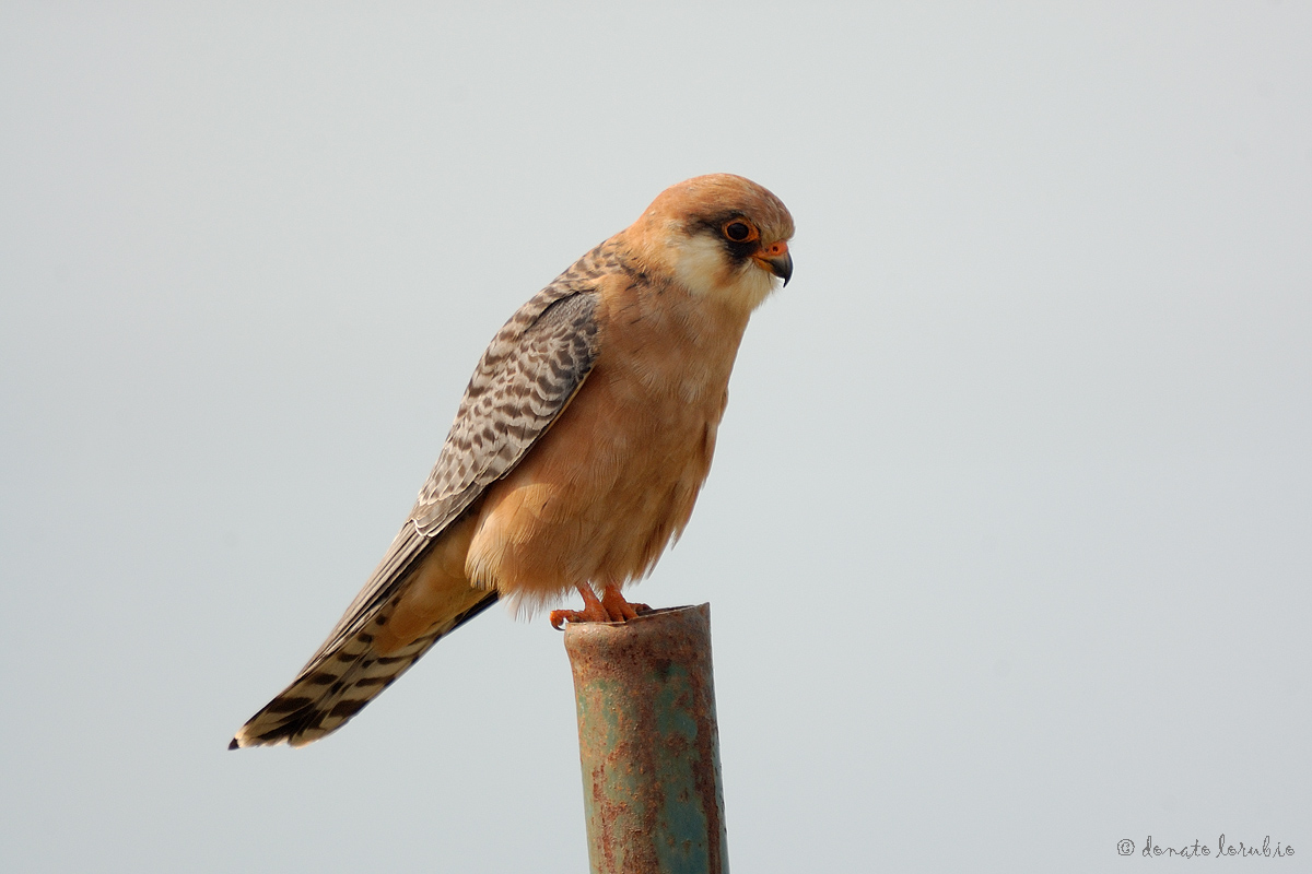 Red-footed Falcon