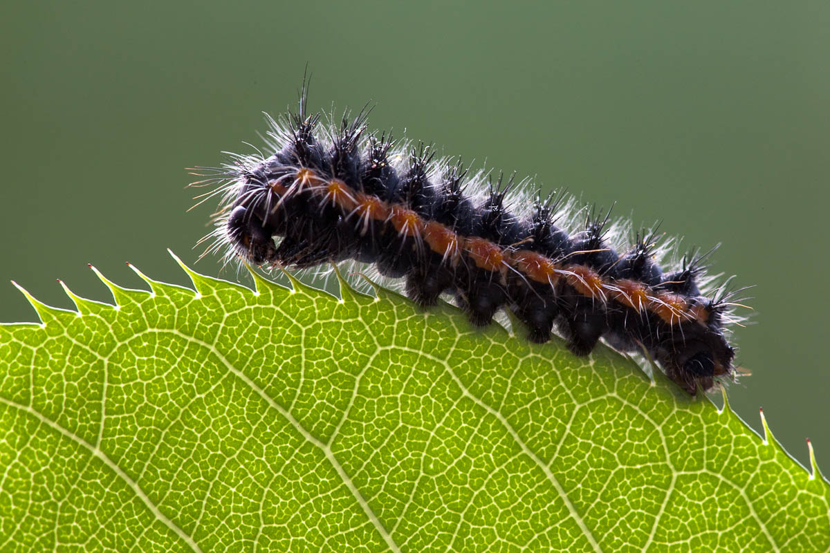 Il bruco in fase nera...