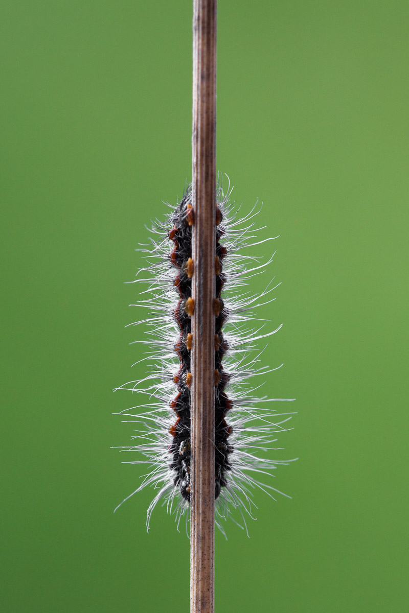 Il bruco in fase nera...