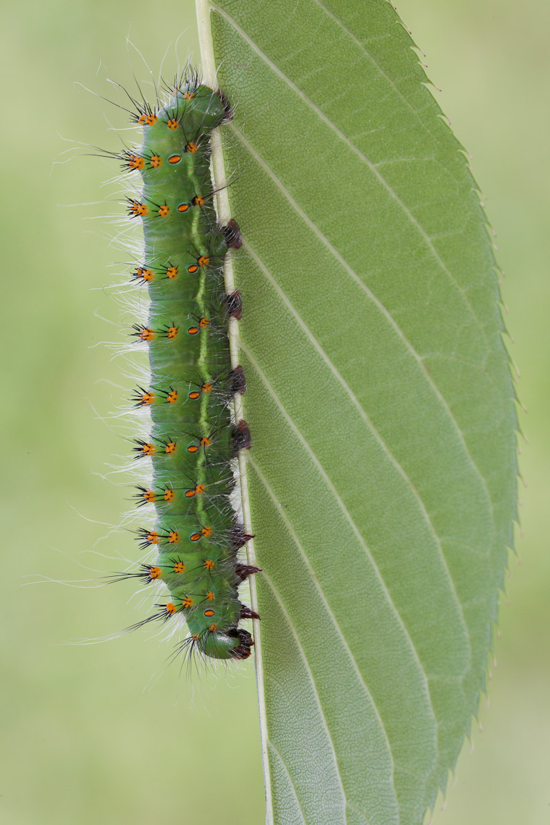 Il bruco in fase verde...