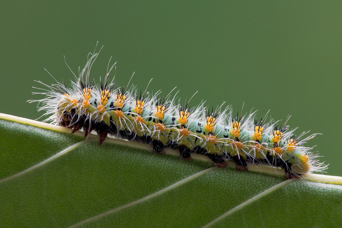 Il bruco all'inizio della fase verde...