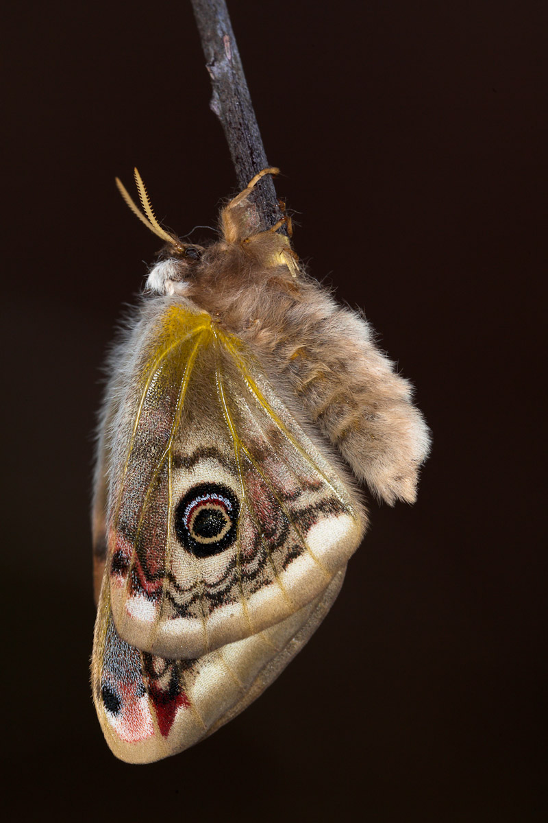 Una femmina appena sfarfallata (Imago)...