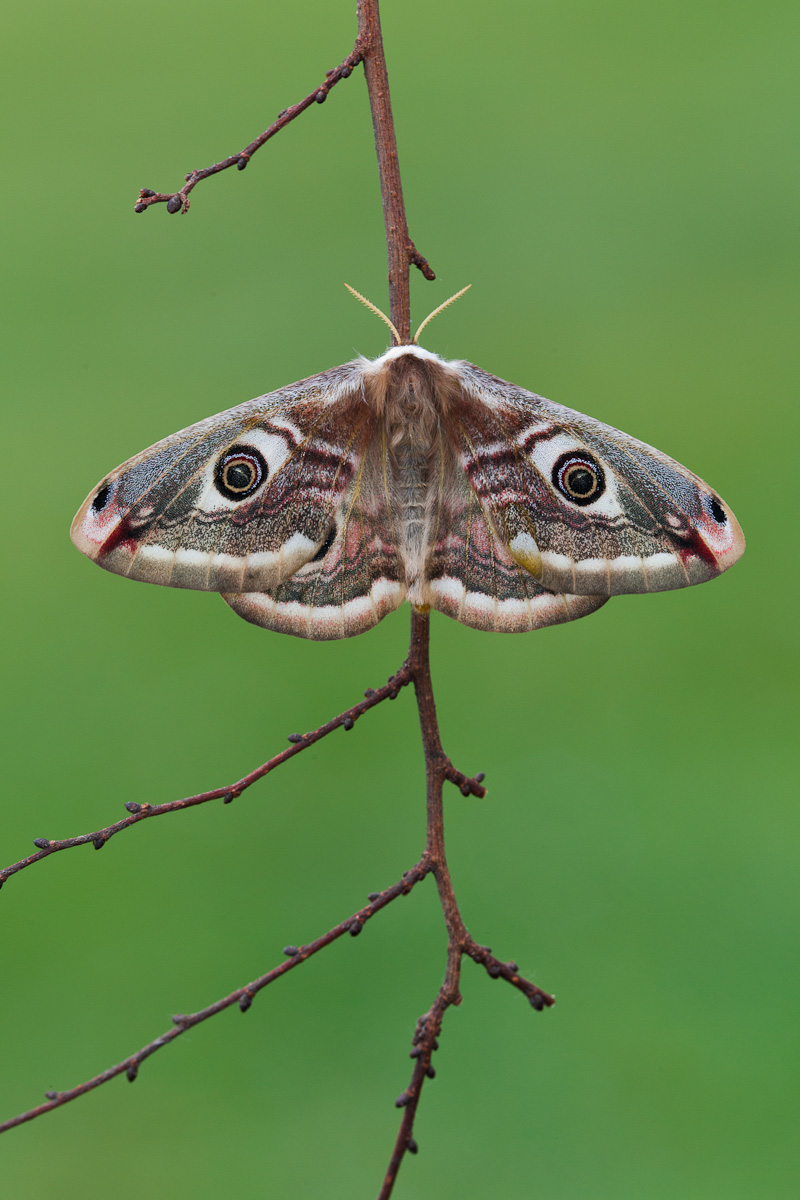 Esemplare femmina...