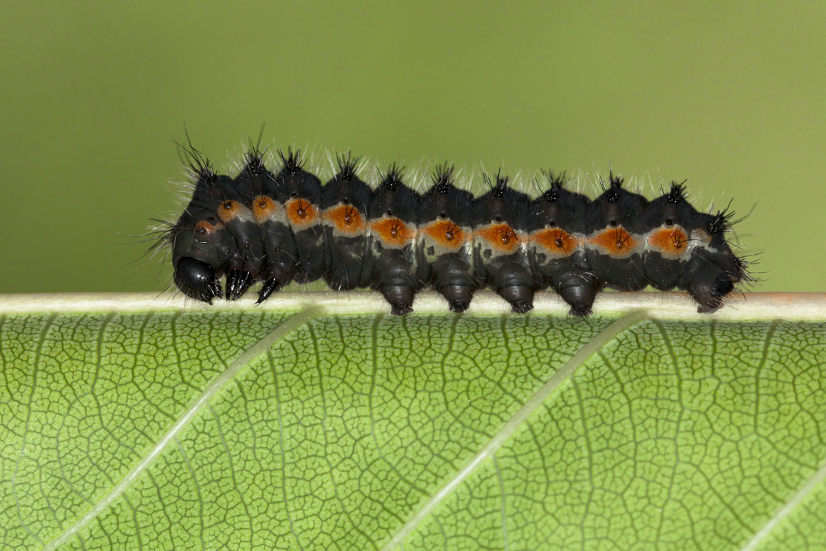 Il bruco in fase nera...