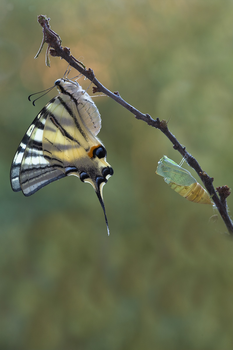 Esemplare da poco sfarfallato...