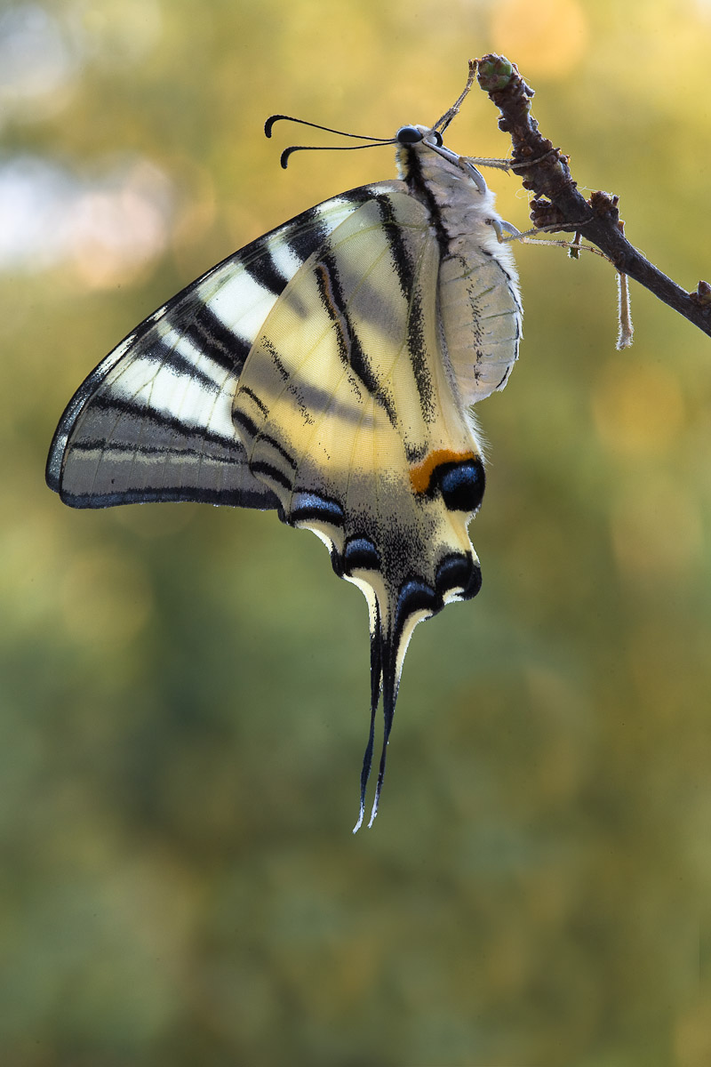 In preparazione al volo...