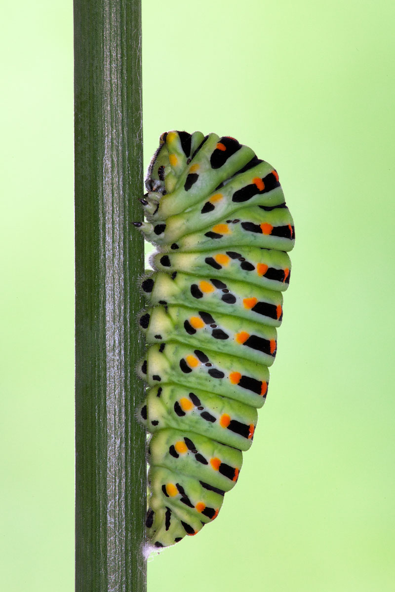 Pupa già fissata al piede...