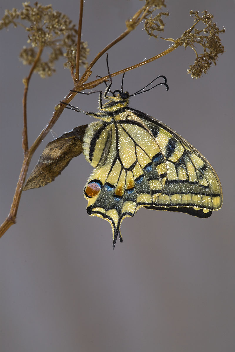 Esempare pronto al volo...