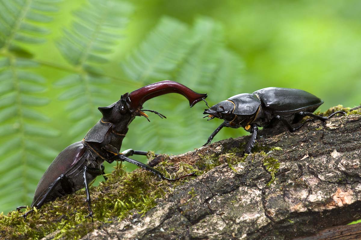 Maschio e femmina di cervo volante...