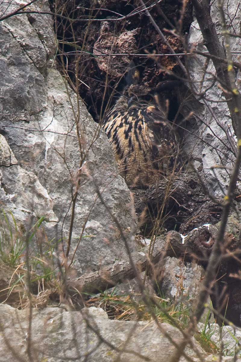 Eagle Owl (subject to freedom, the Bergamo Alps)